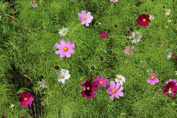 Kosmos pierzasty, kosmos podwójnie pierzasty (Cosmos bipinnatus) © medianauka