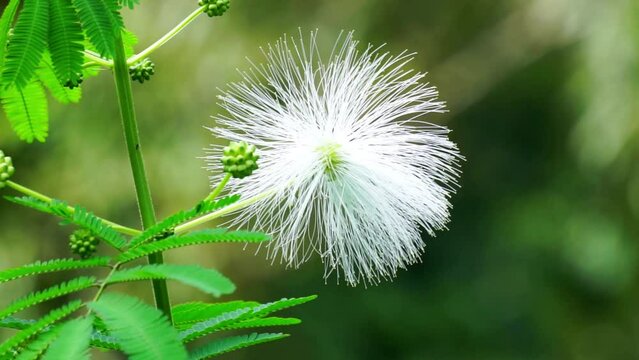 Kaliandra putih (Calliandra tetragona, Zapoteca tetragona) flower. Calliandra is a plant that is widely planted on cliffs to resist erosion.