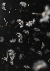 A close up of a bunch of white dandelions floating in the air. Concept of freedom and lightness, as the dandelions are carried away by the wind. The scene is serene and peaceful