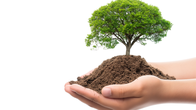 Hands holding tree and dirt isolated on a transparent background