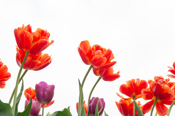 tulips isolated on white