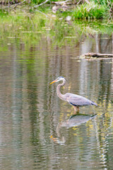 Great Blue Heron bird fishing in swampy bayou with reflection on water surface