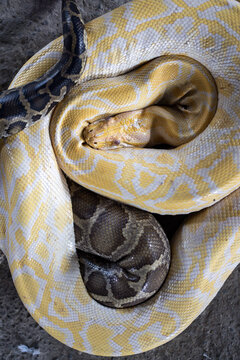 Two pythons coiled together