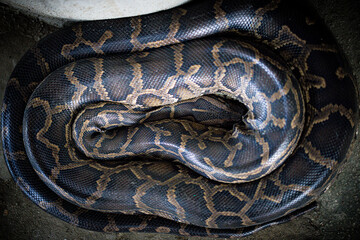 Python coiled in the sun