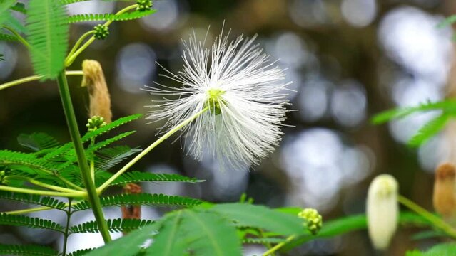 Kaliandra putih (Calliandra tetragona, Zapoteca tetragona) flower. Calliandra is a plant that is widely planted on cliffs to resist erosion.