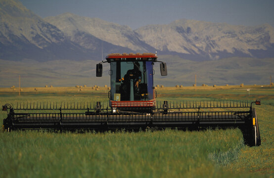Windrower Cutting Crop