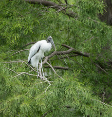 Woodstork in a tree in the Cypress Wetlands, Beaufort, South Carolina.
