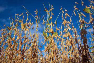 Mature soybeans in the harvest phase. Soybean plantation with blue sky in the background