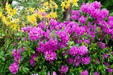 Fototapeta premium Rhododendren