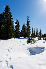 Snowshoe trail to Rangers hut, Strathcona