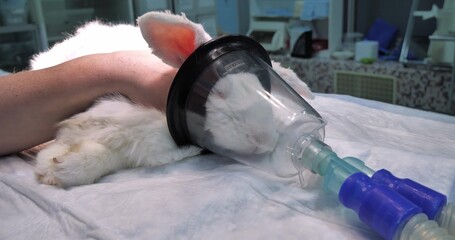 Close-up. A cute rabbit sleeps relaxed on the operating table under anesthesia. In surgery, the...