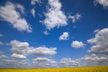 agricultural field with yellow rapeseed flowers, against a blue sky with white clouds, a bright...