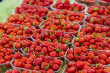 New harvest of ripe red sweet strawberries in boxes.