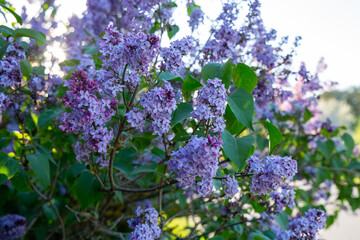 Fresh blooming lilac in May in Latvia
