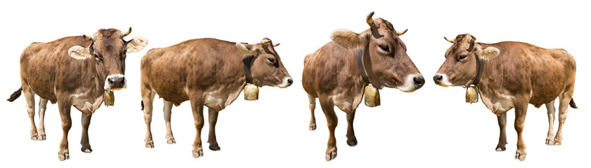 Set collection of brown cow with golden bells isolated on white background. dairy livestock farm agriculture concept.