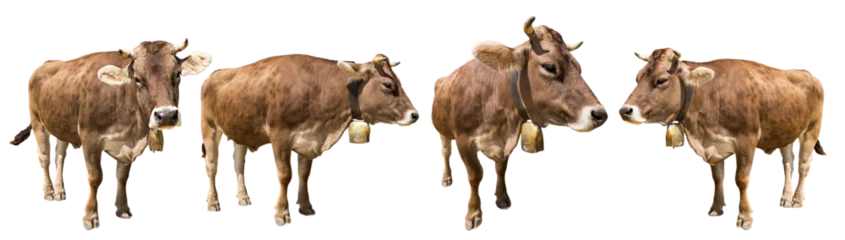 Fototapeten Kuh Set collection of brown cow with golden bells isolated on white background. dairy livestock farm agriculture concept.  © stockphoto-graf