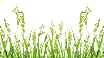 Rice Plant - Tall green plant with white flowers isolated on a transparent background