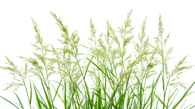 Rice Plant - Tall green plant with white flowers isolated on a transparent background