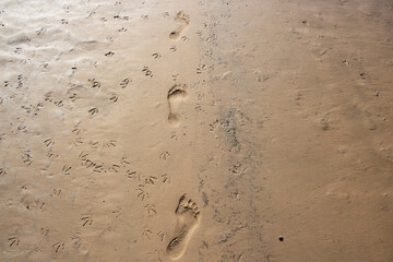 There is a human footprint on the beach and seagull tracks on the wet sand.