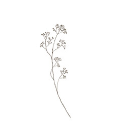 Wildflowers watercolor flowers. Watercolor herbs, branch with leaves. Transparent background.