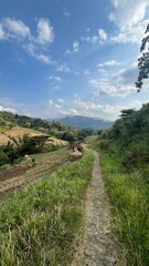 path to the mountain