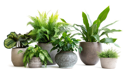 Obraz premium Still life with indoor plants isolated on a transparent background