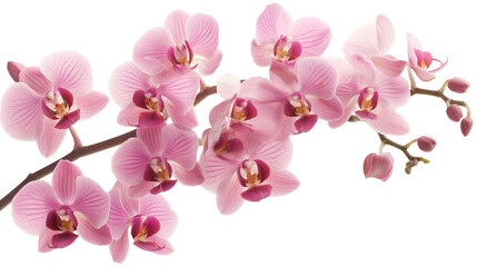 Fototapeta premium Stunning Pink Orchid Flowers in Full Bloom isolated on a transparent background