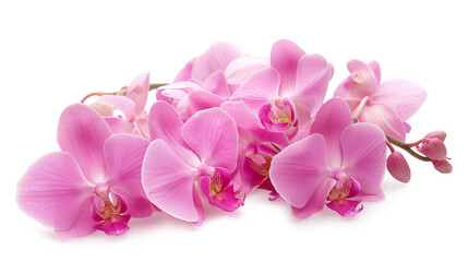 Stunning Pink Orchid Flowers in Full Bloom isolated on a transparent background