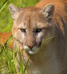 Cougar