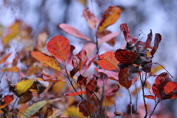 pianta di scotano nel bosco in autunno