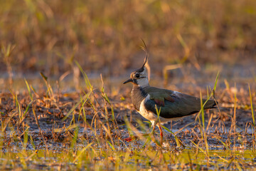 Lapwing looking for food in shallow water.