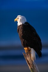 Profile Of Bald Eagle