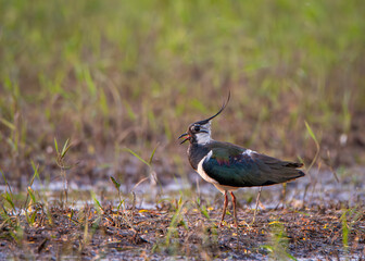 Obraz premium Lapwing looking for food in shallow water.