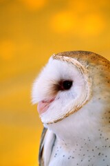 Profile Of Barn Owl