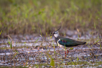 Lapwing looking for food in shallow water.