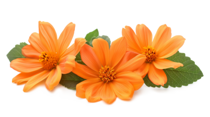 Tithonia Flower - Three orange flowers with green leaves isolated on a transparent background