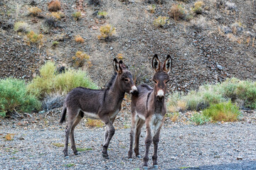 Wild Burro in Wildrose Canyon, Death Valley National Park, California