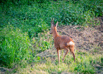 Deer missing one leg. A deer on three legs.