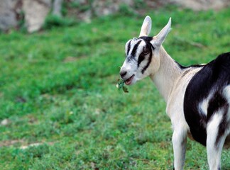 Young Dairy Goat Grazing