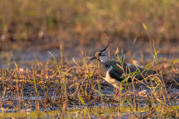 Lapwing looking for food in shallow water.