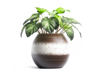 Vase decorate plants isolated on a transparent background