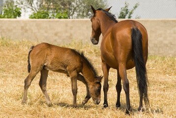 Mare With Foal