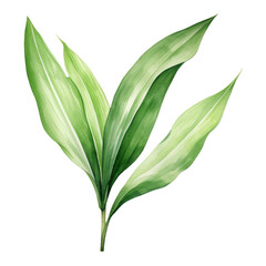 Aspidistra Leaf, Tropical Leaf Illustration. Watercolor Style. AI Generated