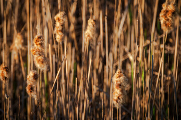 Cattail plants help with soil erosion on lake banks and  banks of natural ponds. Provides cover for wildlife and can grow 4-6 feet tall. Cattails may provide food and shelter for wild waterfowl.