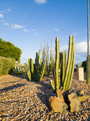 Arizona desert style roadside xeriscaping with cacti and drought-resistant desert plants under...