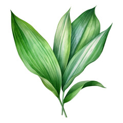 Obraz premium Aspidistra Leaf, Tropical Leaf Illustration. Watercolor Style. AI Generated