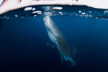 Whale shark eating plankton. Giant shark swimming underwater in blue ocean