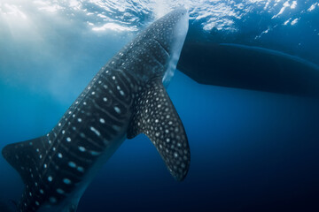 Whale shark eating plankton in tropical sea. Giant Whale shark swim underwater