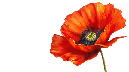 Vibrant Red Poppy Flower Painting isolated on a transparent background, PNG file, advertisement, design template, mockup template, 