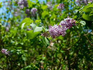 Fragrant lilac is blooming